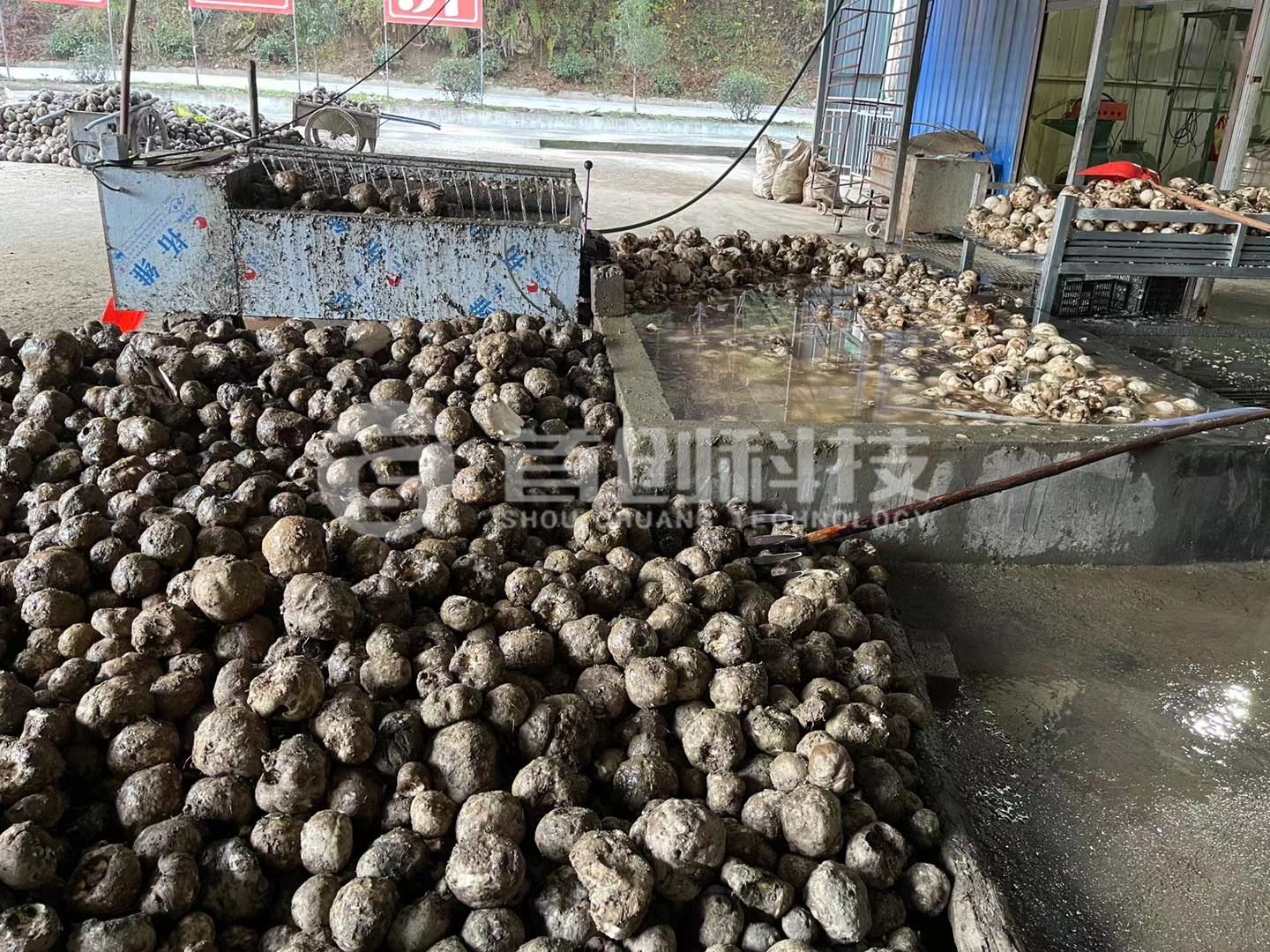 魔芋加工現(xiàn)場.jpg 魔芋加工現(xiàn)場.jpg