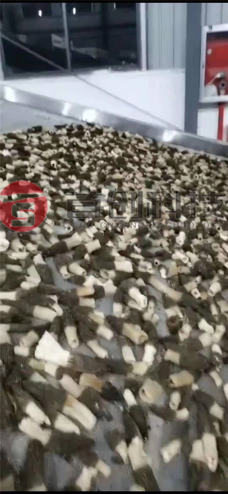 網(wǎng)帶式羊肚菌烘干設(shè)備.jpg 網(wǎng)帶式羊肚菌烘干設(shè)備.jpg